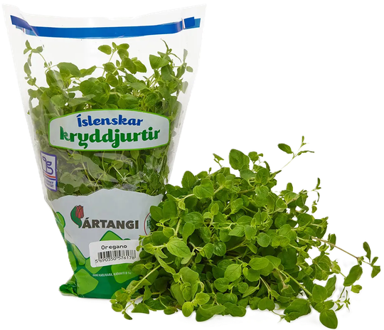 Ártangi oreganó ferskt