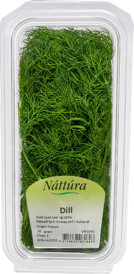 Náttúra dill ferskt