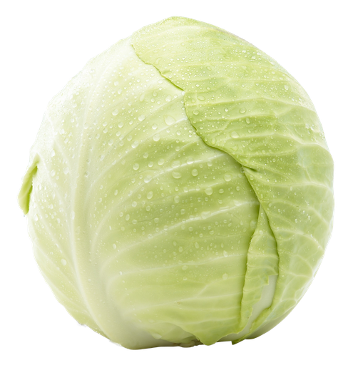 Hvítkál